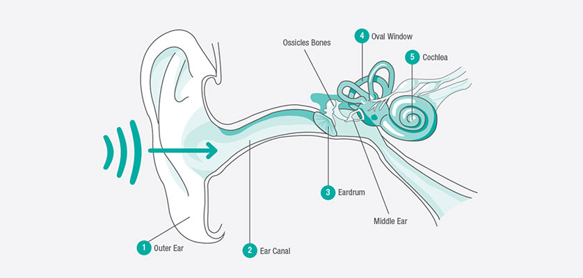 Ear Anatomy - Cleartone Hearing Centers